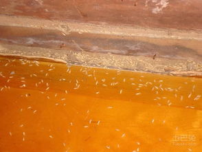 十堰市民警惕 白蟻活躍期已至，危害巨大需及時防治