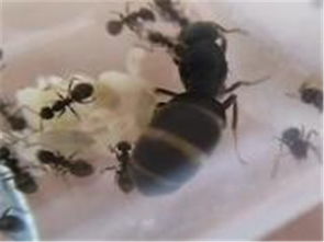 北京誠(chéng)信蟲控防治服務(wù)公司 專業(yè)蟲害防治與電腦圖文設(shè)計(jì)制作