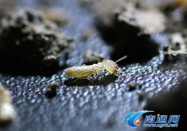 探秘南通市白蟻防治所 電腦圖文設(shè)計(jì)背后的科學(xué)傳播力量